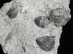 Small Brachiopods From Waldron Shale #5770-1